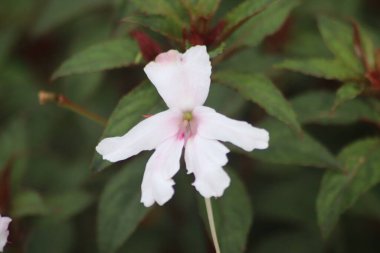 Bahçedeki güzel çiçekler