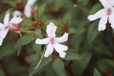 Bahçede beyaz çiçekler