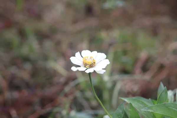 Çöl zinya çiçeklerinin manzarası, çöl zinyalarının manzarası çok güzel, Endonezya