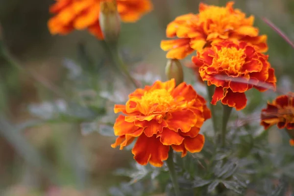Ereksiyon olmuş Tagetes çiçeklerinin manzarası, ereksiyon olmuş Tagetes 'in manzarası çok güzel, Endonezya.