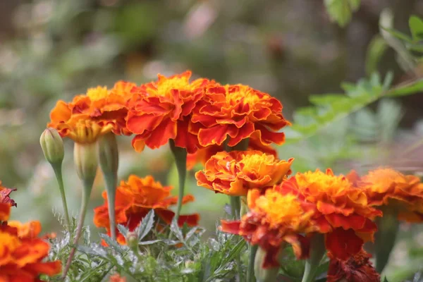 Ereksiyon olmuş Tagetes çiçeklerinin manzarası, ereksiyon olmuş Tagetes 'in manzarası çok güzel, Endonezya.