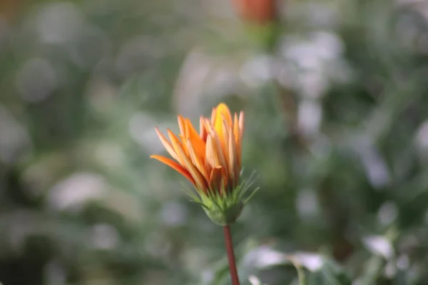 Gazania 'nın çiçeklerinin manzarası, Endonezya' nın güzelliği.
