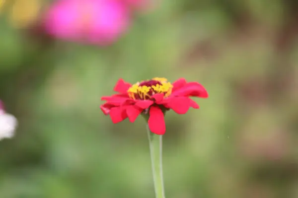 Yazın bahçede açan kırmızı kozmos çiçekleri.