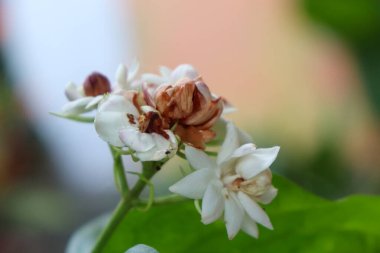 Arap yasemin beyaz çiçekleri, Arap yaseminleri güzel çiçekler, Arap yasemin çiçekleri, güzel beyaz koku, Endonezya