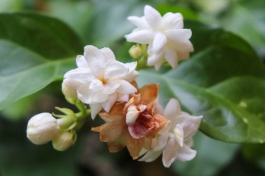 Arap yasemin beyaz çiçekleri, Arap yaseminleri güzel çiçekler, Arap yasemin çiçekleri, güzel beyaz koku, Endonezya