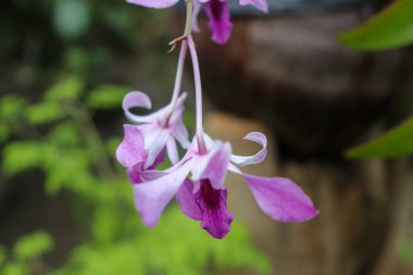 Dendrobium taurinum mor çiçekler, Dendrobium taurinum güzel çiçekler, Dendrobium taurinum güzel kokulu mor çiçekler, Endonezya