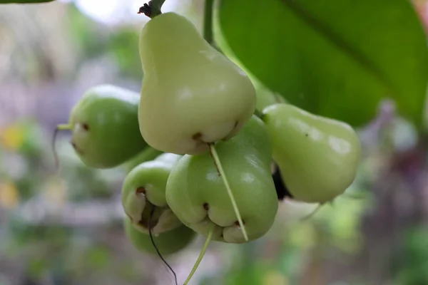 Java elmalı guava tatlıdır, Java elmalı guava çok suludur, Java elmalı guava yemek için lezzetlidir ve Endonezya, Aceh 'de yetişir.