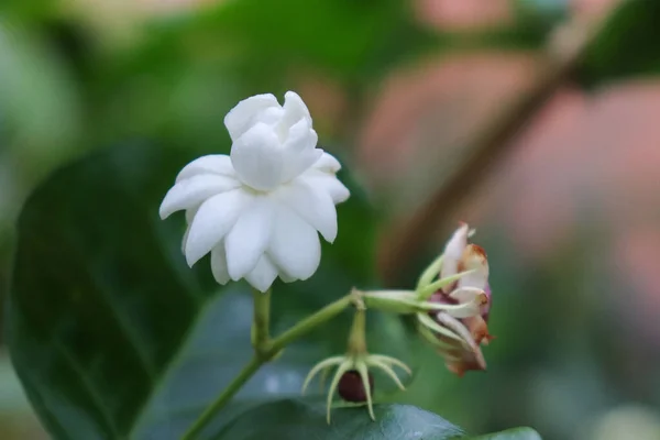 Flores Brancas Jasmim Árabe Flores Bonitas Jasmim Árabe Flores Jasmim — Fotografia de Stock