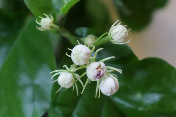 Arap yasemin beyaz çiçekleri, Arap yaseminleri güzel çiçekler, Arap yasemin çiçekleri, güzel beyaz koku, Endonezya