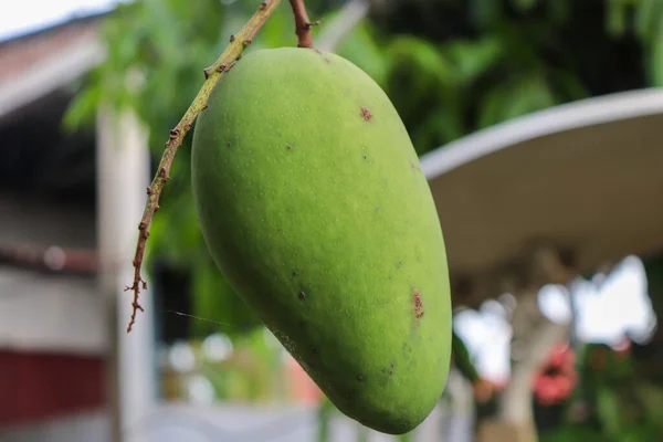 Young mangoes are still sour, green mangoes are still sour, these mangoes are still young and taste sour, planted in Aceh, Indonesia