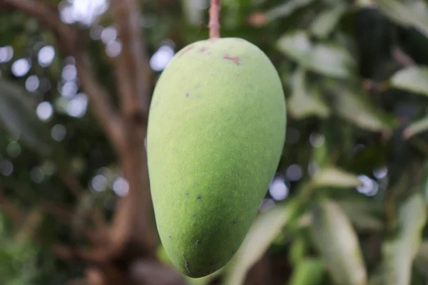 Young mangoes are still sour, green mangoes are still sour, these mangoes are still young and taste sour, planted in Aceh, Indonesia