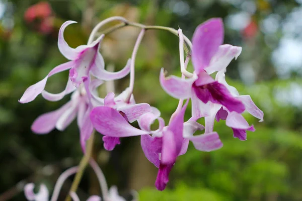 Dendrobium taurinum mor çiçekler, Dendrobium taurinum güzel çiçekler, Dendrobium taurinum güzel kokulu mor çiçekler, Endonezya