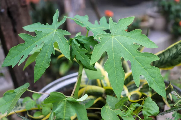 Papaya ağaçları hala küçük, tohumlandıktan sonra yeni büyüyen papayalar, Endonezya