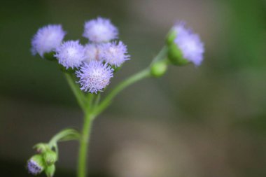 Bahçedeki güzel çiçekler