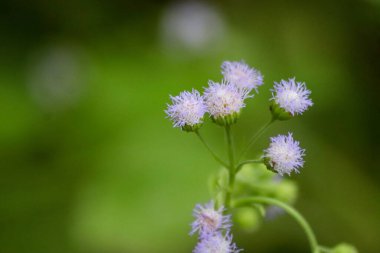 Bahçedeki güzel çiçekler