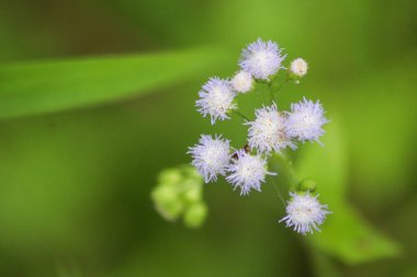 Bahçedeki güzel çiçekler