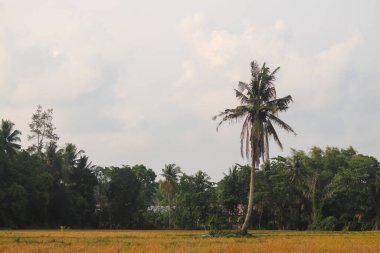 kırsal alanda yeşil pirinç