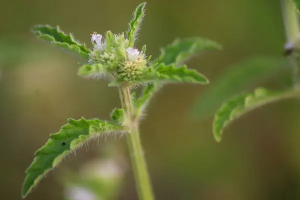 Açık havada yetişen renk çiçeklerini kapatın.