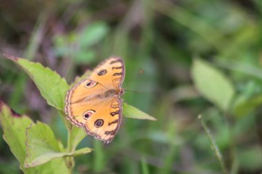 Tavuskuşu Pansy Kelebeği, Tavuskuşu Kelebeği yaprakların üzerinde Endonezya 'nın makro modunda.