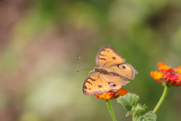 stock image The view of the Peacock Pansy butterfly, the Peacock Pansy butterfly is on the leaves to the flowers in macro mode, Indonesia