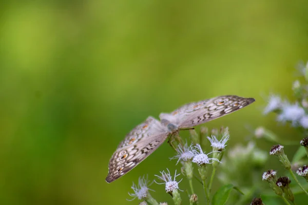 Junonia atlites kelebeği, Junonia atlites kelebeği yapraklarından çiçeklere kadar Endonezya 'nın makro modundadır.