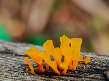 Ormandaki bir ağaç gövdesindeki portakal mantarı..