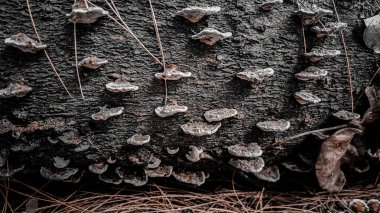 Duvarın arka planında paslı metal bir boru var.