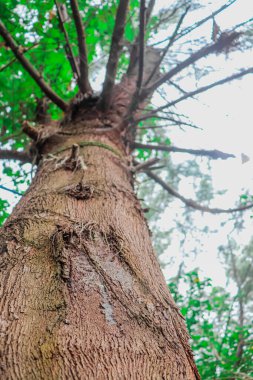 Bir ağaç gövdesinin yakın plan çekimi.