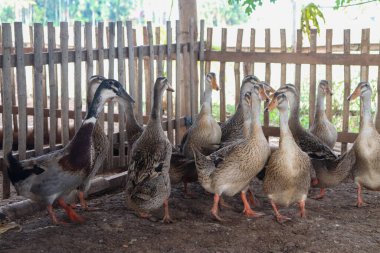 Evcil kazlar kırsalda.