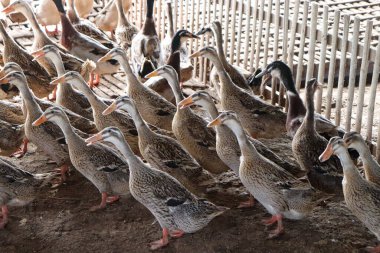 Kümes hayvanları çiftliğinde bir sürü ördek