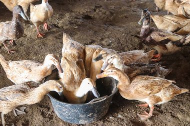 Çiftlikteki ördek sürüsü.