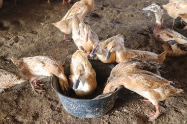 Çiftlikte bir sürü tavuk var.