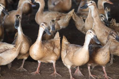 Çiftlikteki bir grup kaz