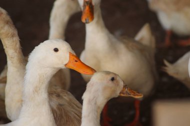 white duck in the farm