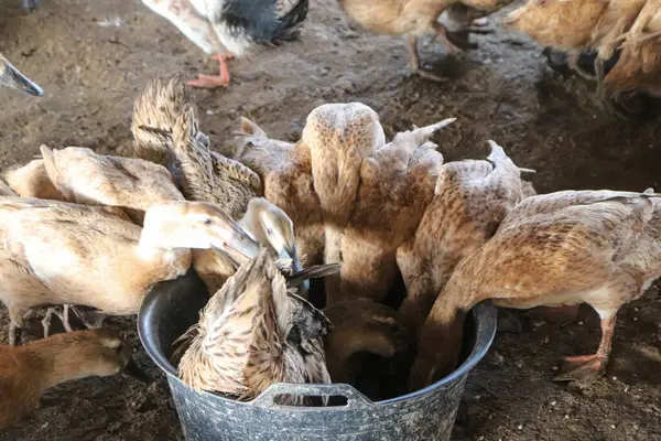 Tavuk, tavuğu çiftlikte beslemeye hazırlanıyor..