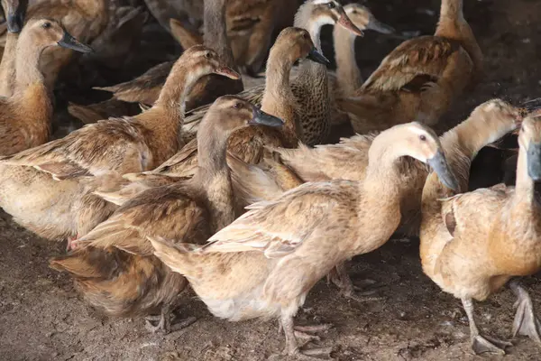 Çiftlikte pipetle ördek