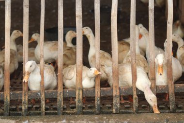 Bir grup ördek kafeste.