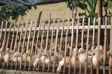 Çiftlikteki ördek sürüsü