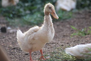 Çiftlikteki beyaz ördek, hayvan