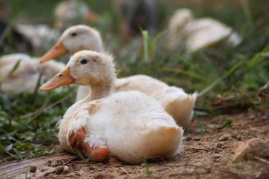 Çimlerdeki küçük ördekler