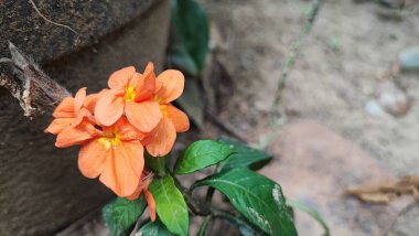 Crossandra Enfundibuliforis çok güzel bir çiçek bitkisidir, Crossandra Infundibuliforis tropiklerde, Endonezya 'da süs eşyası haline gelir.