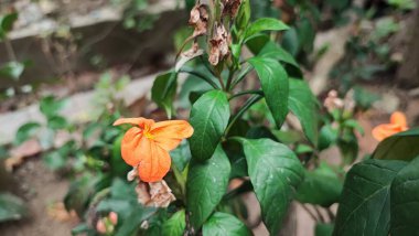 Crossandra Enfundibuliforis çok güzel bir çiçek bitkisidir, Crossandra Infundibuliforis tropiklerde, Endonezya 'da süs eşyası haline gelir.