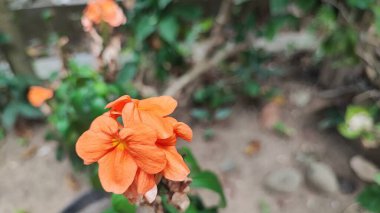 Crossandra Enfundibuliforis çok güzel bir çiçek bitkisidir, Crossandra Infundibuliforis tropiklerde, Endonezya 'da süs eşyası haline gelir.