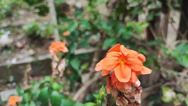 Crossandra Enfundibuliforis çok güzel bir çiçek bitkisidir, Crossandra Infundibuliforis tropiklerde, Endonezya 'da süs eşyası haline gelir.