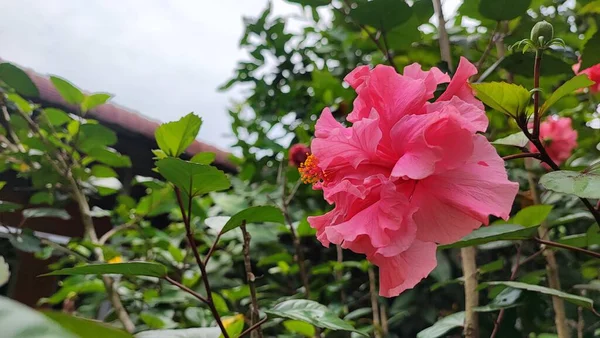 Shoeblackplant Fleur Est Une Des Très Belles Plantes Fleurs Couleur — Photo