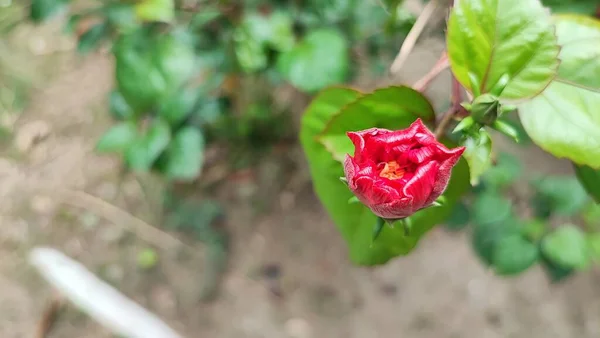 Schuhlackpflanze Blume Ist Eine Der Sehr Schönen Farbigen Blütenpflanzen Die — Stockfoto