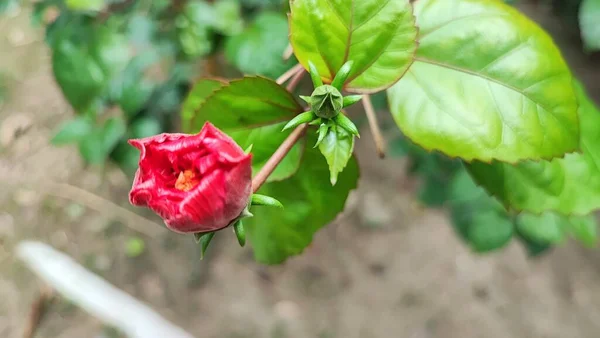 Shoeblackplant Fleur Est Une Des Très Belles Plantes Fleurs Couleur — Photo