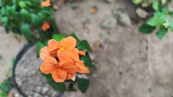 Sandra Infundibuliformis Одно Красивейших Цветочных Растений Одно Самых Красивых Мире — стоковое фото