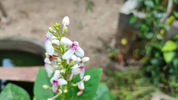 Παστέλ Λουλούδια Είναι Ένα Πολύ Όμορφο Λουλούδι Φυτό Που Πρέπει — Φωτογραφία Αρχείου