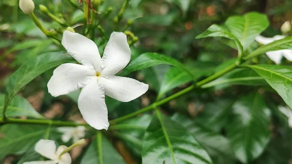 ジャスミンの花は色が非常に美しい花の植物の一つであり ジャスミンは熱帯 インドネシアで観賞用に成長しました — ストック写真